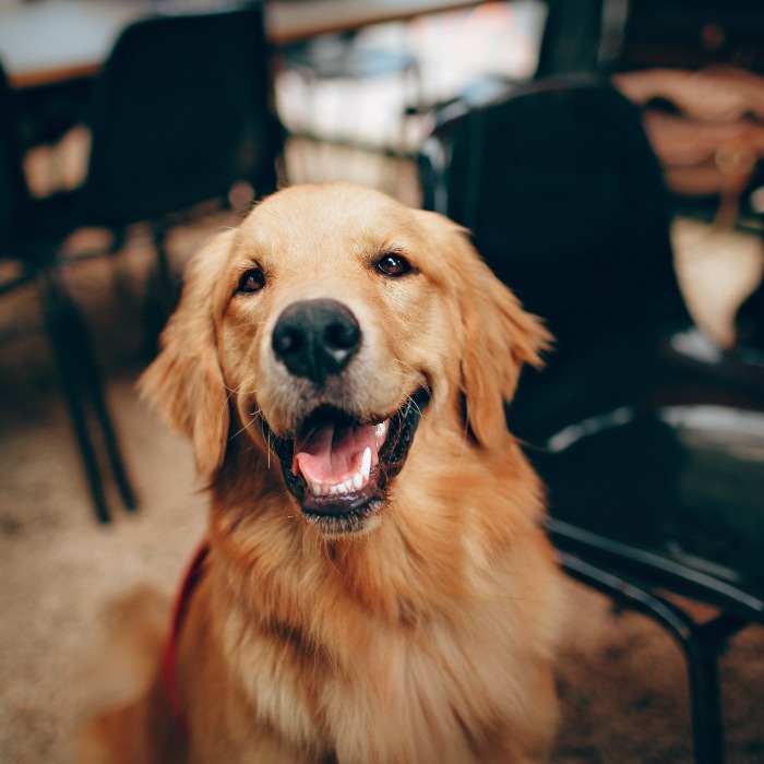 Affection, intervention, prévention: le chien au cœur de pratiques thérapeutiques Affection, intervention, prévention: le chien au cœur de pratiques thérapeutiques